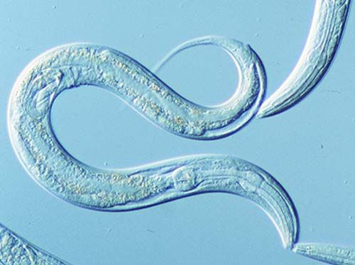 C elegans